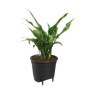 Self-watering Insert 24 living noir 34,99 €