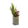 Plante décorative Flowers Garden Marron Vert 10 x 50 x 10 cm (4 Unités) 150,99 €