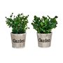 Plante décorative Plastique 16 x 22 x 16 cm (12 Unités) 140,99 €