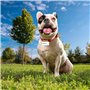Collier pour Chien Marvel XXS/XS Rouge