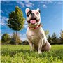 Collier pour Chien Marvel S/M Rouge