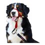 Collier d'entraînement pour chiens Company of Animals Halti Muselière