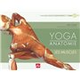 Yoga anatomie - Les muscles