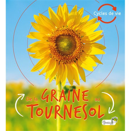 De la graine au tournesol
