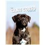 Le cane corso
