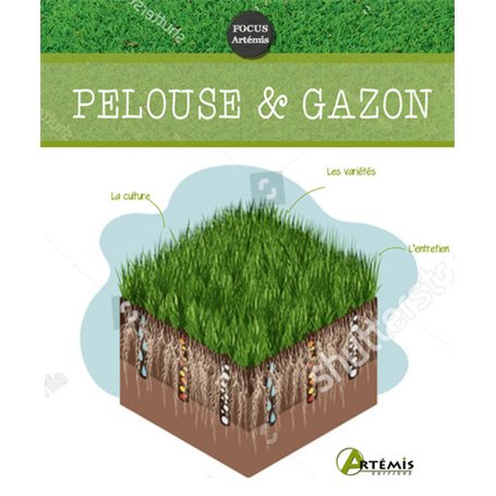Pelouse & gazon