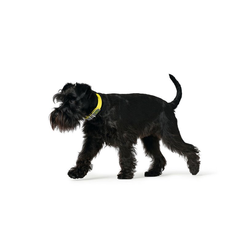 Image secondaire de Collier pour Chien Hunter Convenience 53-61 cm L/XL Jaune