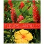 Fleurs des antilles