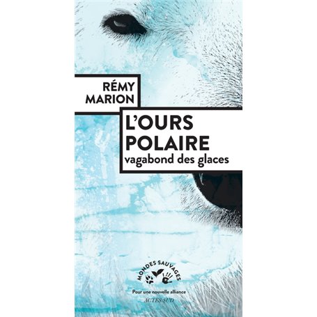 L'ours polaire