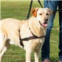 Harnais pour Chien Trixie Noir S/M