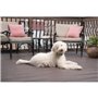PetSafe - Collier anti aboiement rechargeable Lite, Etanche, Réduit les aboiements chez les chiens timides + de 3,6 Kg
