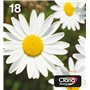 Epson Daisy Multipack EasyMail "Pâquerette" 18 - Encre Claria Home N,C,M,J