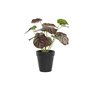 Plante décorative DKD Home Decor Rose Vert PE (10 x 10 x 27 cm)