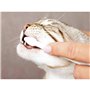 Dentifrice Trixie