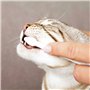 Dentifrice Trixie