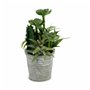 Plante décorative Ibergarden XD18-1182A-B Plastique Ciment 15 x 24 x 15 cm (12 Unités)