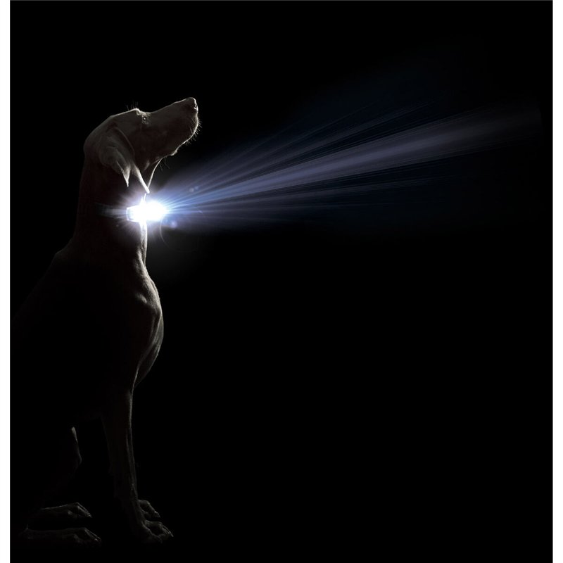 Image secondaire de Collier pour Chien Dog Gone Smart Violet L Lumière