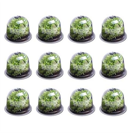 IDMarket - Cloche à salades x12 Serre de Protection pour Plants