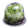 IDMarket - Cloche à salades x12 Serre de Protection pour Plants
