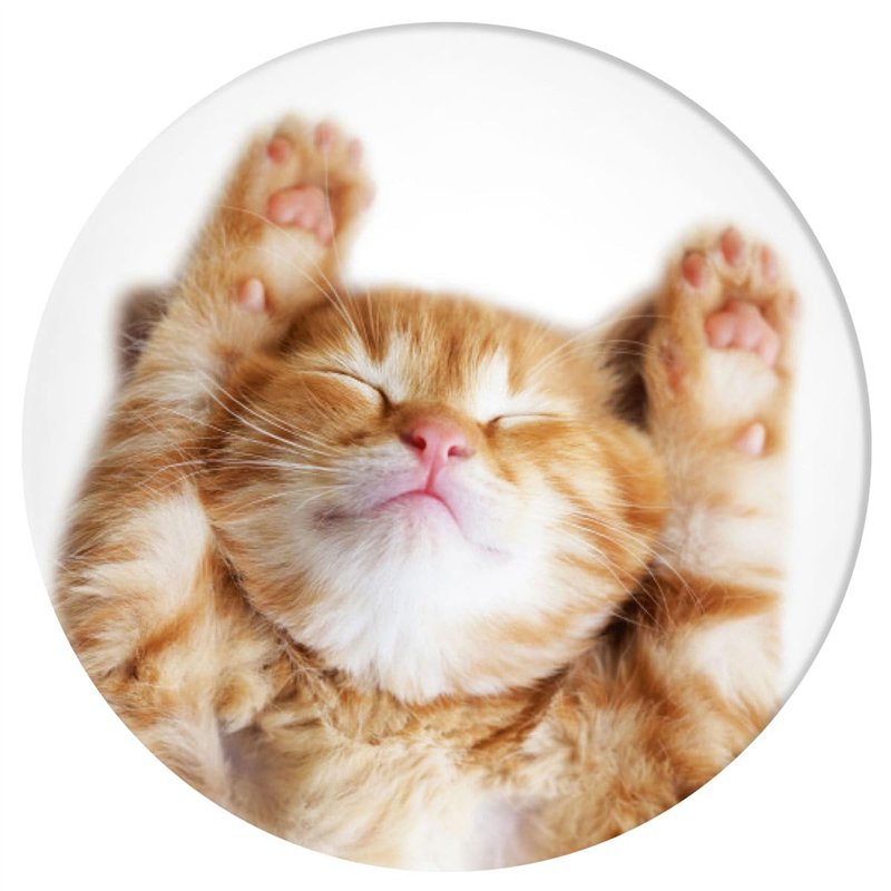 Image secondaire de PopSockets | PopGrip | Support extensible et poignée pour smartphones et tablettes | Support de doigt Basic Snoozy Cat