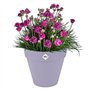 Pot de fleur - Elho - Loft Urban Rond - Roues 50 - Violet - L 49 x B 48.5 x H 45 cm - Extérieur - 100% recyclé
