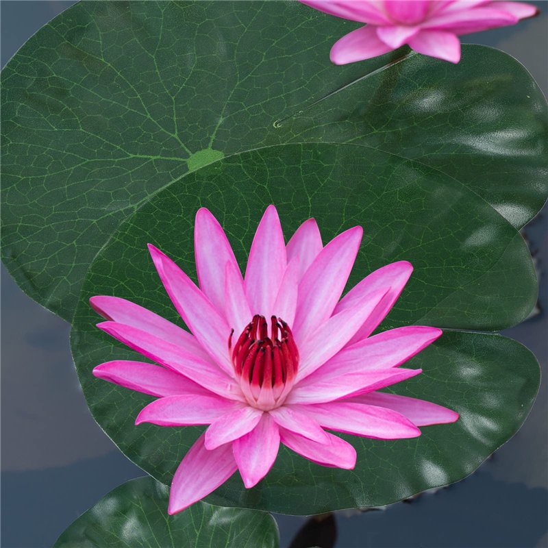 Image secondaire de Molain Lot de 8 feuilles de lotus artificielles flottantes en mousse pour maison, jardin, étangs, piscine, aquarium, décoration