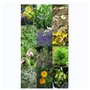 Plantes du monastère - Coffret cadeau de semences avec 11 herbes médicinales traditionnelles