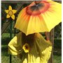 VON LILIENFELD Parapluie Canne Grand Robuste Ouverture Automatique Résistant au Vent Fleur Tournesol