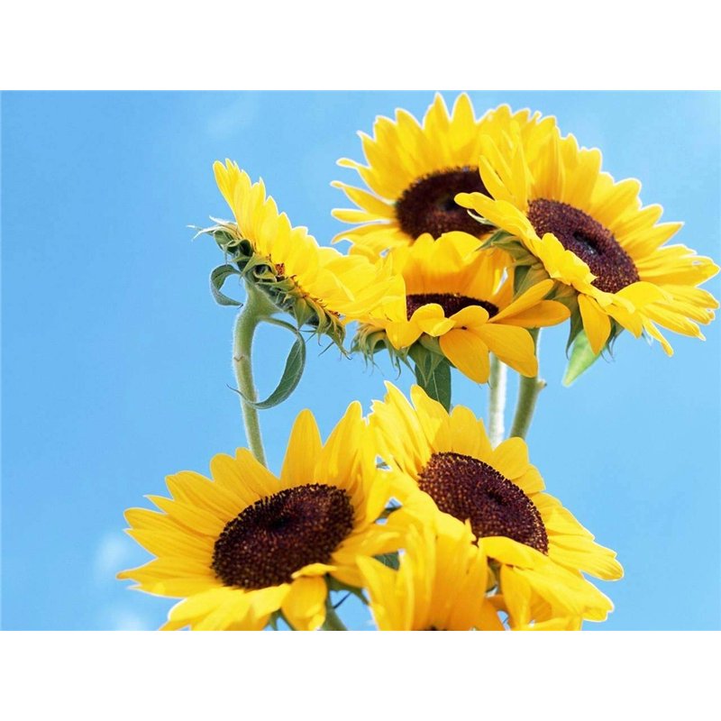 Image secondaire de Lot de 20 graines de tournesol (Helianthus annus) bio non-OGM pour la maison Jardin Sunny Sun Flower Seeds Open Pollinated Seeds