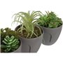 Plante décorative DKD Home Decor Gris Beige Polyéthylène Vert polypropylène (11 x 11 x 15 cm) (3 Unités)