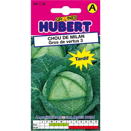 Graines de Chou de Milan Gros de vertus 3 - Spécial Choucroute - 2 grammes