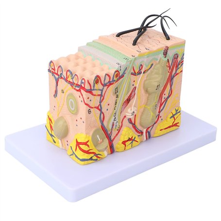 Modèle Anatomique de Peau Agrandi 35X