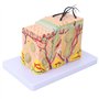 Modèle Anatomique de Peau Agrandi 35X