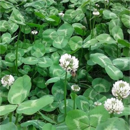 strimusimak Graines de trèfle