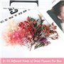 Fleurs Pressées Séchées 2 Boîtes Vraies Fleurs Séchées Naturelles Multicolores Feuilles Séchées Pressées Exquises Mélanges pour 