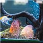 Lot de 2 diffuseurs de bulles de 30 cm pour tubes à oxygène, 2 paquets de pierres à air, diffuseurs de bulles pour aquarium, pom