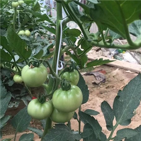 BOBOZHONG Crochet pour Tomate