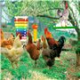 Lot de 6 jouets pour poulailler, Xylophone de poulet avec pierre à meuler, balançoire flexible, sac à légumes, brochettes de lég