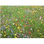 Maelsa® FLEURS ANNUELLES EN MELANGE SAUVAGES - annuelles et vivaces sachet de 2 grammes semences