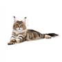 Royal Canin Maine Coon Adult | Pack 3 | 3 x 400 g | Aliments secs pour Chats | Adapté aux Besoins des Chats Maine Coon | pour So