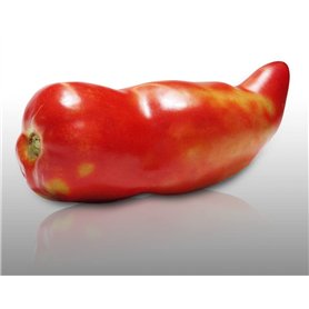 25 graines à semer - Le Grenier d'Abondance - TOMATE Cornue des Andes - fruits allongés et juteux