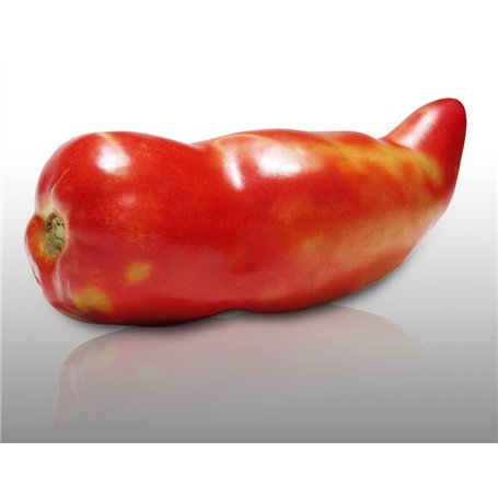 25 graines à semer - Le Grenier d'Abondance - TOMATE Cornue des Andes - fruits allongés et juteux