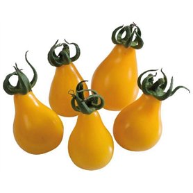 50 graines à semer - Le Grenier d'Abondance - TOMATE Poire Jaune Yellow Pearshaped - Cocktail Apéritif