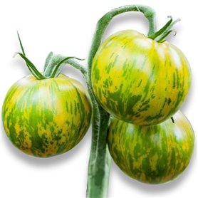 50 graines à semer - Le Grenier d'Abondance - TOMATE Green Zebra - Solanum Lycopersicum