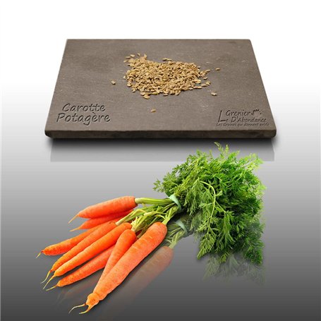 500 graines à semer - Le Grenier d'Abondance - CAROTTE Nantaise Améliorée 3 - Daucus Carota