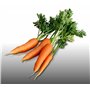 500 graines à semer - Le Grenier d'Abondance - CAROTTE Nantaise Améliorée 3 - Daucus Carota