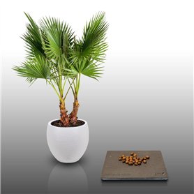 25 graines à semer - Le Grenier d'Abondance - WASHINGTONIA ROBUSTA - Palmier résistant