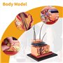 Modèle d'anatomie de Puzzle de Peau Humaine