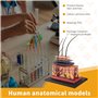 Kopinma Modèle d'Anatomie Humaine, Modèle d'anatomie de Puzzle de Peau Humaine, Modèle Anatomique pour L'enseignement Médical Sc