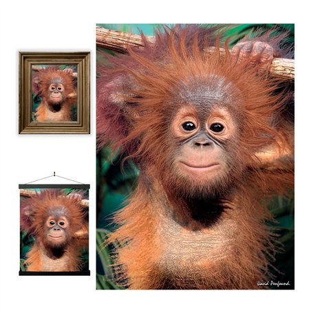 3D LiveLife Affiche Murales Lenticulaires Bébé Orang-Outan de Deluxebase. Poster Singe 3D sans Cadre. Décoration Murale Parfaite